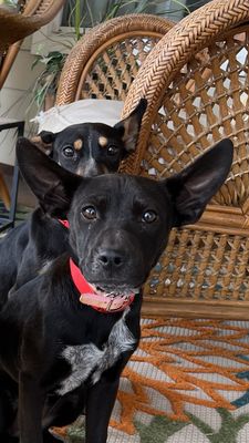 Rubber Doggies Wash N' Go