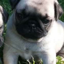 Zadacares Pug Puppies - Rocco
