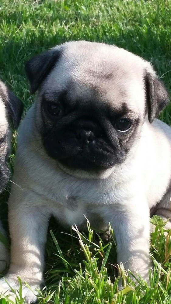 Zadacares Pug Puppies Image