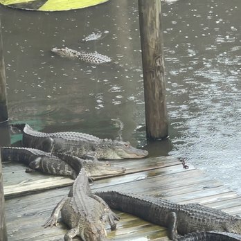 Fudpucker's - Alligators - Seafood Near Me - Destin, Florida