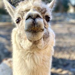 Morning Beckons Farm - Hello Mr Alpaca!