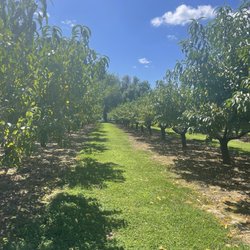 Lee Turkey Farm - Peach trees