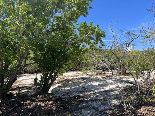 Playa La Jungla by null