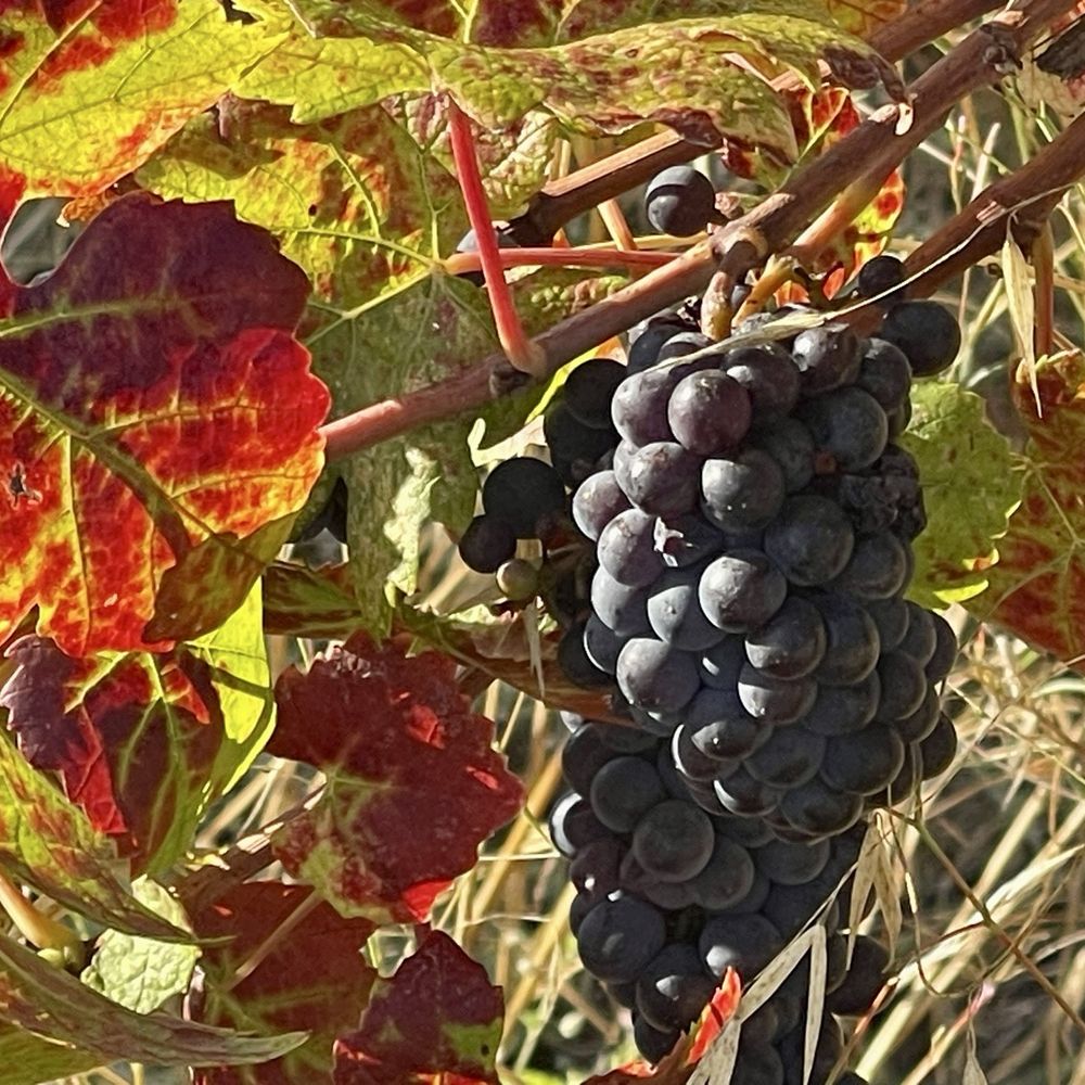 Mia Bea Wines - September 12, 2025 - Almost ready for harvest. - Wineries Near Me - Redwood Valley, California Mia Bea Wines - September 12, 2025 - Almost ready for harvest. - Wineries Near Me - Redwood Valley, California