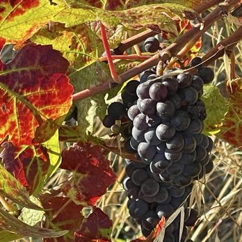Mia Bea Wines - September 12, 2025 - Almost ready for harvest. - Wineries Near Me - Redwood Valley, California