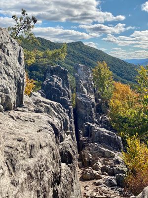 Dolly Sods Wilderness by null