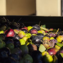 Redoro Frantoi Veneti - Olive appena raccolte