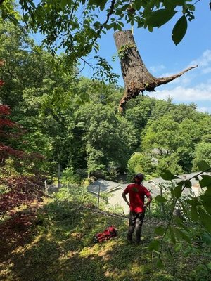 TOP NOTCH TREE CARE - Updated June 2026 - 10 Photos - 144 Biltmore Ave ...