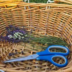 My picking basket