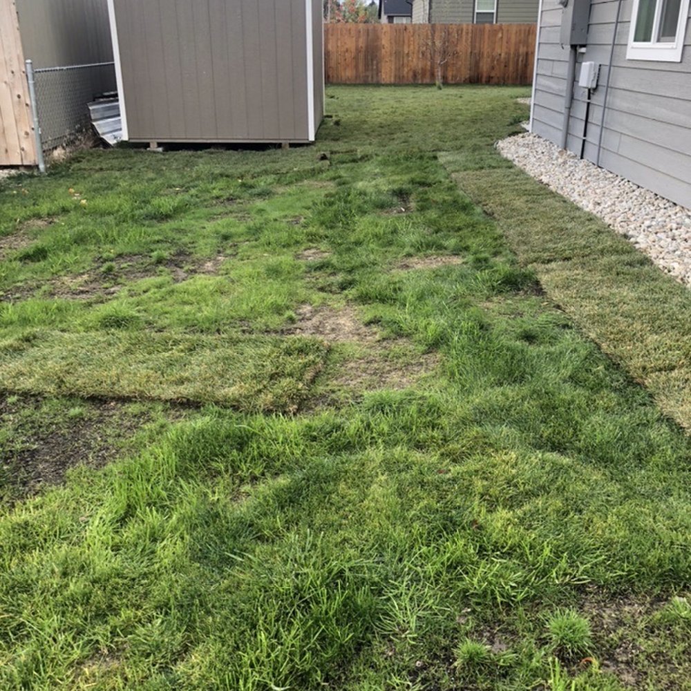 Vern's Landscape - After sod - Landscaping Near Me - Hamilton, Montana