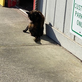 Basin Tackle Shop - Infamous Miss Kitty! - Sporting Goods Near Me - Coos Bay, Oregon Basin Tackle Shop - Infamous Miss Kitty! - Sporting Goods Near Me - Coos Bay, Oregon