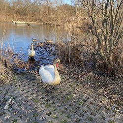 Swan River Preserve