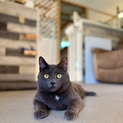Pawsitively Purrfect Pet Boarding