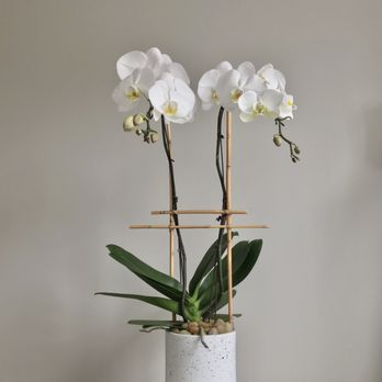 Flora Tacoma - Phaleanopsis Orchid - Florists Near Me - Tacoma, Washington Flora Tacoma - Phaleanopsis Orchid - Florists Near Me - Tacoma, Washington