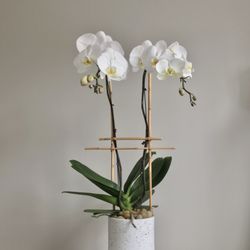 Flora Tacoma - Phaleanopsis Orchid
