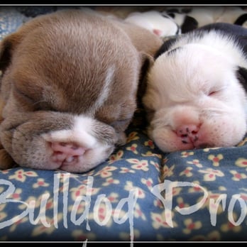 Bulldog Pros - Pet Breeders Near Me Bulldog Pros - Pet Breeders Near Me