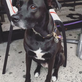Dog And Bone - Loving the sidewalk seating at Dog and Bone! "Thanks for the treats and ice water" - Bo - Bars Near Me - New York, New York Dog And Bone - Loving the sidewalk seating at Dog and Bone! "Thanks for the treats and ice water" - Bo - Bars Near Me - New York, New York