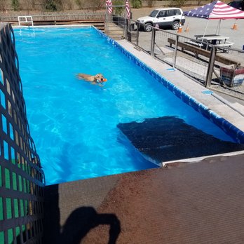 Doggone Dirty Dock Diving - Awesome saltwater pool - Pet Training Near Me - Hollister, California