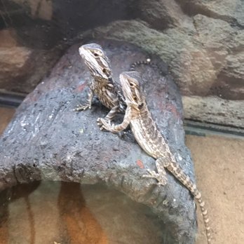 Petco - Bearded dragons - Pet Stores Near Me - Durham, North Carolina