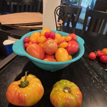 Bugby Plantation U-Pick - Picked tomatoes to make jam this weekend. - Farms Near Me - Wadmalaw Island, South Carolina Bugby Plantation U-Pick - Picked tomatoes to make jam this weekend. - Farms Near Me - Wadmalaw Island, South Carolina