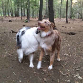 Hidden Acres Kennel - Pet Boarding Near Me - Rehoboth, Massachusetts