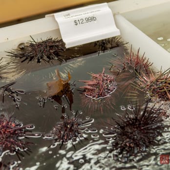Quality Seafood - Fresh live sea urchin - Seafood Markets Near Me - Redondo Beach, California