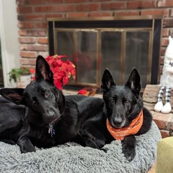 Pet Supplies Plus Lenexa - Luna and Lexi - Pet Stores Near Me - Lenexa, Kansas