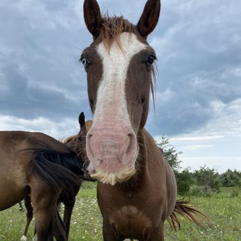 Appalachian Horse Project - Animal Shelters Near Me Appalachian Horse Project - Animal Shelters Near Me