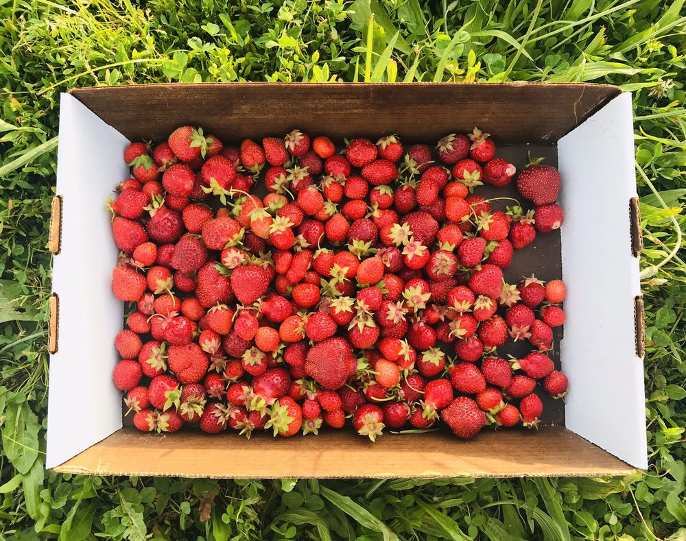 ROWE’S PRODUCE FARM 44 Photos & 21 Reviews 10570 Martz Rd