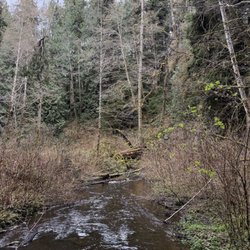 Port Ludlow Trails