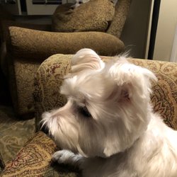 Amy's Pup in the Tub II - One of our Westies