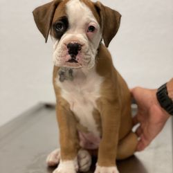Ark & Bark Animal Hospital Debby Butler DVM - Microchip & Shot time