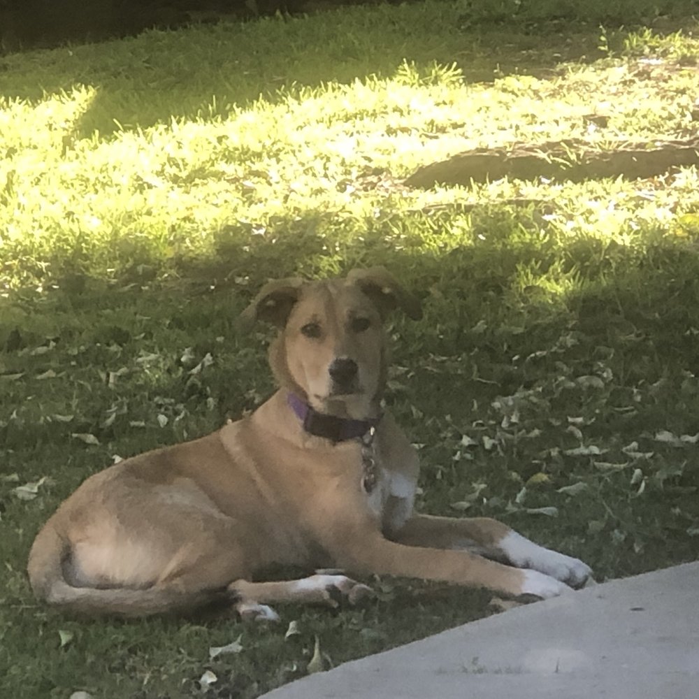 Candy, our 5 month old puppy ,after class today, happy as can be. Candy, our 5 month old puppy ,after class today, happy as can be.