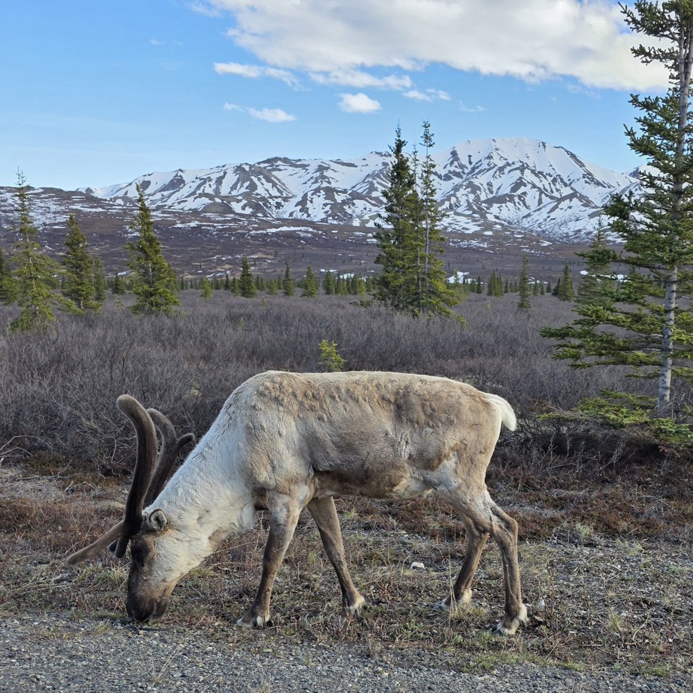 Denali National Park and Preserve - Caribou in taiga on the shoulder of Denali Park Road. - Parks Near Me