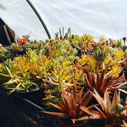 Edison Plants & Flowers - Succulents