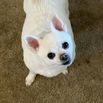 Plush Paws Dog Grooming - Pet Groomers Near Me - Antioch, California Plush Paws Dog Grooming - Pet Groomers Near Me - Antioch, California