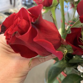 Victor's Florist - What is this?!!! Diseased rose in a $255.00 "arrangement." - Florists Near Me - South Orange, New Jersey Victor's Florist - What is this?!!! Diseased rose in a $255.00 "arrangement." - Florists Near Me - South Orange, New Jersey