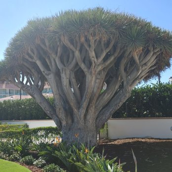 Hotel del Coronado, Curio Collection by Hilton - Coronado, CA