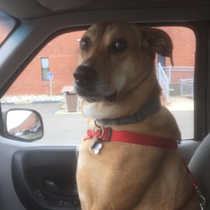 Helping Hands Veterinary Surgery And Dentistry Of Virginia 121 Photos 142 Reviews Veterinarians 1605 Rhoadmiller St Richmond Va Phone Number