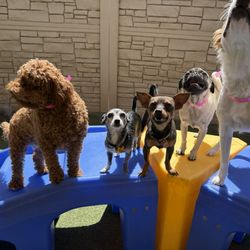 K9 Resorts - Chandler