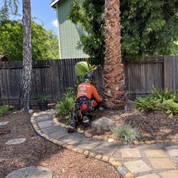 TreeMax Tree Service - Cutting down the Palms - Tree Services Near Me - Roseville, California TreeMax Tree Service - Cutting down the Palms - Tree Services Near Me - Roseville, California