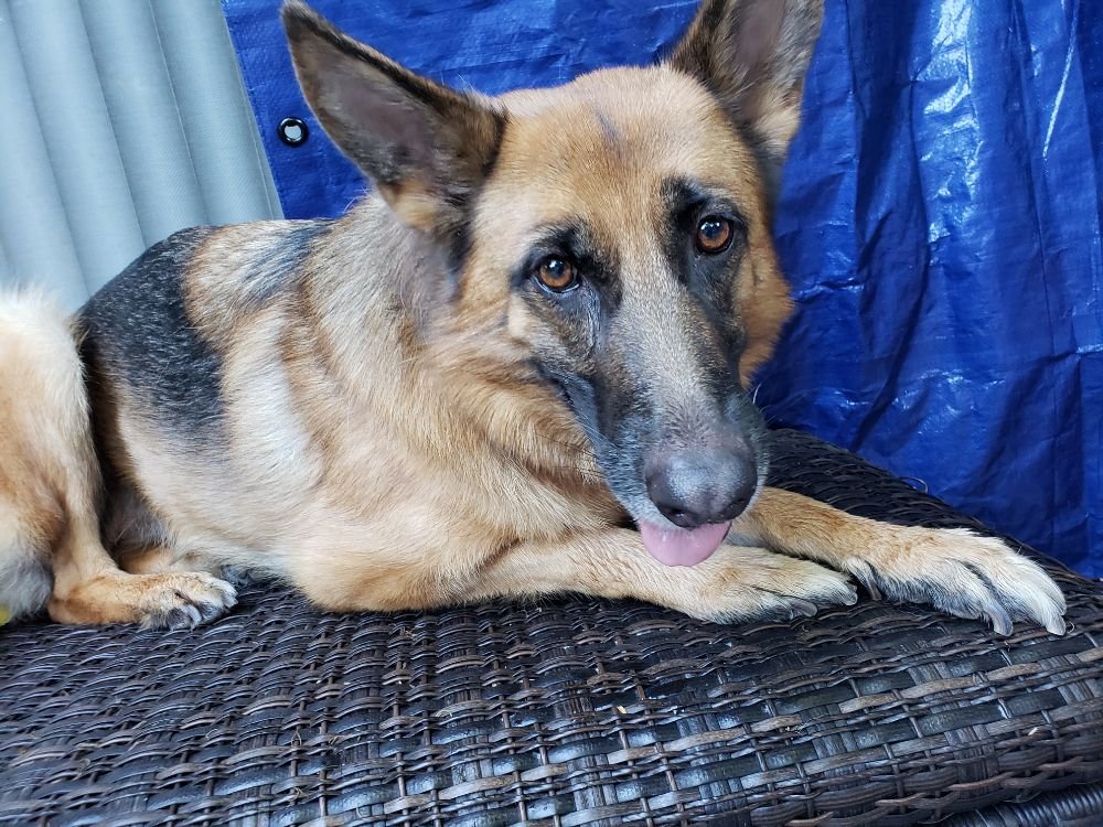 ANGEL THE PET STYLIST Updated September 2024 59 Photos & 12 Reviews 18212 Muir Woods Ct