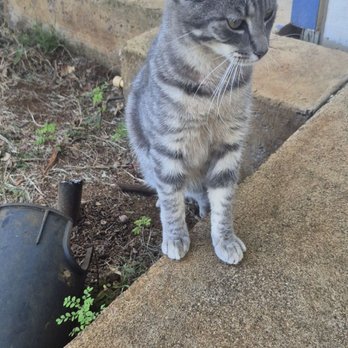 The Kauai Inn - Pet this cat once sweet, never really saw it after - Hotels Near Me - Lihue, Hawaii The Kauai Inn - Pet this cat once sweet, never really saw it after - Hotels Near Me - Lihue, Hawaii