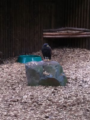 Wildpark Edersee by null