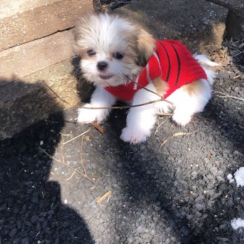 Puppy Boutique - Pet Stores Near Me - Brooklyn, New York Puppy Boutique - Pet Stores Near Me - Brooklyn, New York