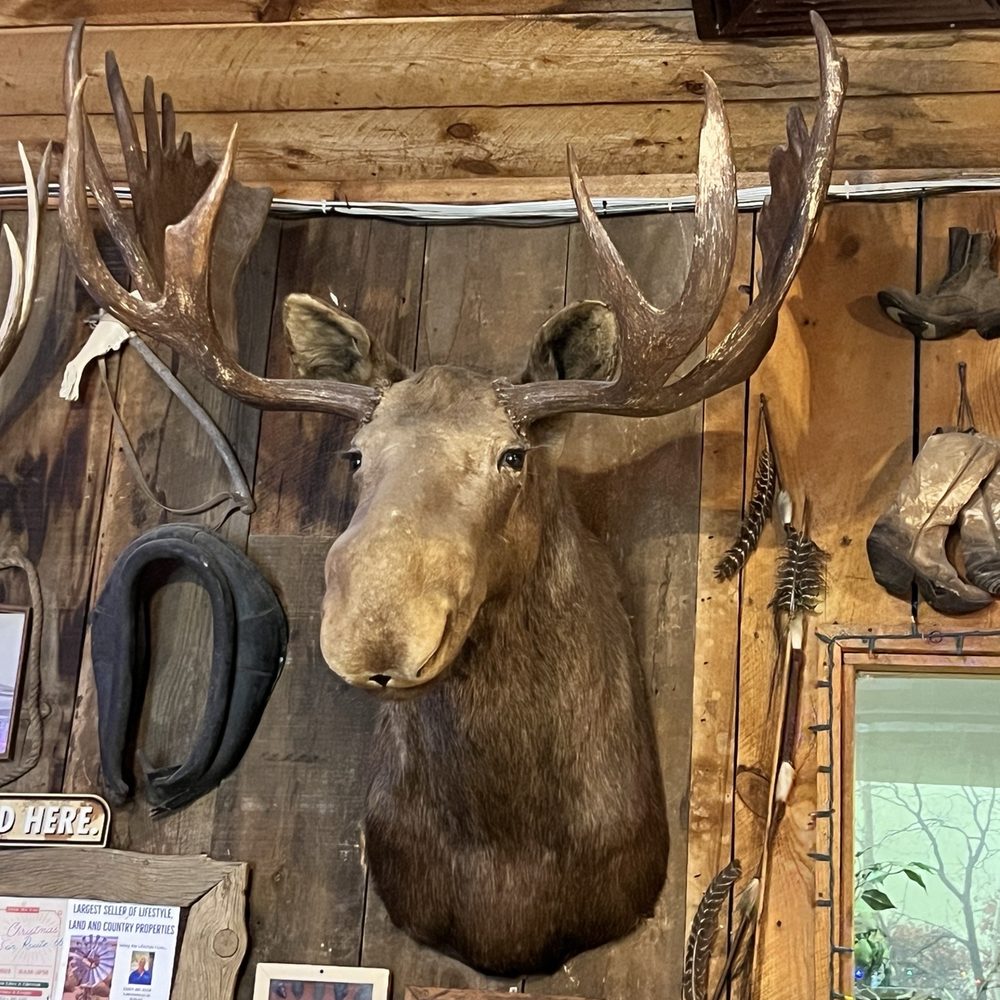 The Roadkill Cafe - American Near Me - Seligman, Arizona The Roadkill Cafe - American Near Me - Seligman, Arizona