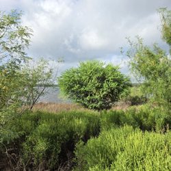 Pace Bend Park - Off the shore of Lake Travis