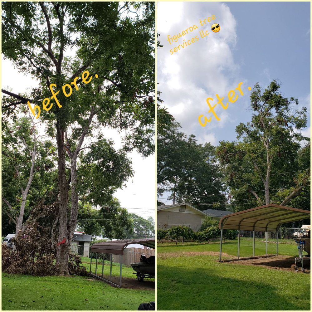 Figueroa Tree Service - tree service in Columbia, SC
