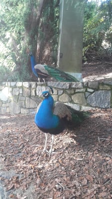 Cataract Gorge Reserve by null