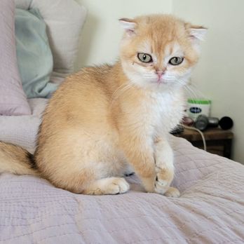 Lulu's Kittens Scottish Folds - Pet Breeders Near Me - Brisbane, California Lulu's Kittens Scottish Folds - Pet Breeders Near Me - Brisbane, California